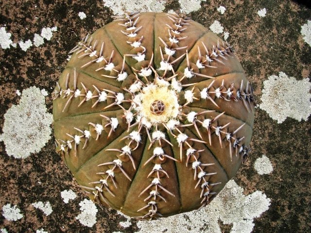 Gymnocalycium_occultum_1